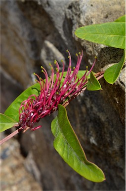 APII jpeg image of Grevillea 'Bush Carpet'  © contact APII