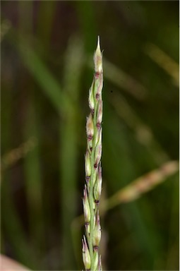 APII jpeg image of Eriochloa pseudoacrotricha  © contact APII