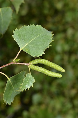 APII jpeg image of Betula pendula  © contact APII