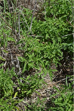 APII jpeg image of Physalis hederifolia  © contact APII