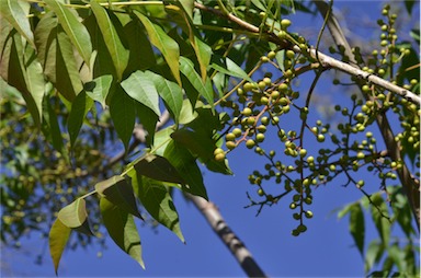 APII jpeg image of Pistacia chinensis  © contact APII