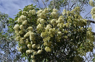 APII jpeg image of Corymbia clarksoniana  © contact APII