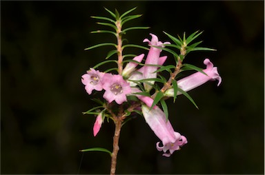 APII jpeg image of Epacris impressa  © contact APII