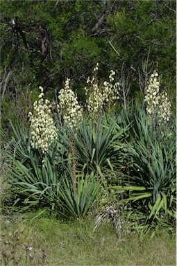 APII jpeg image of Yucca aloifolia  © contact APII