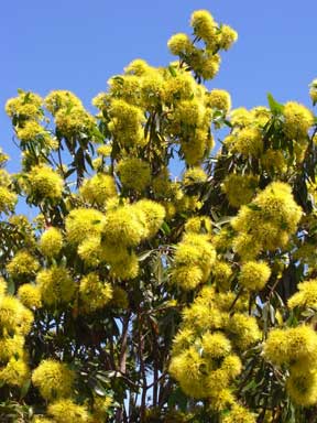 APII jpeg image of Xanthostemon chrysanthus  © contact APII