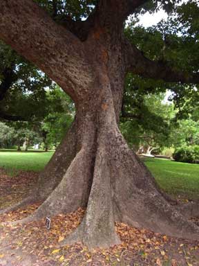 APII jpeg image of Bombax ceiba  © contact APII