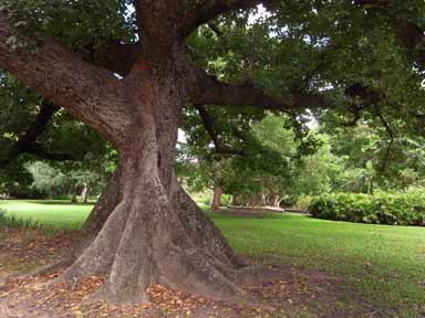 APII jpeg image of Bombax ceiba  © contact APII