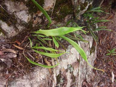 APII jpeg image of Belvisia mucronata var. mucronata  © contact APII