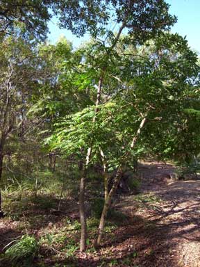 APII jpeg image of Albizia procera  © contact APII