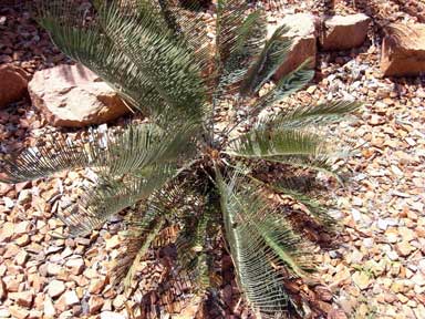 APII jpeg image of Cycas cairnsiana  © contact APII