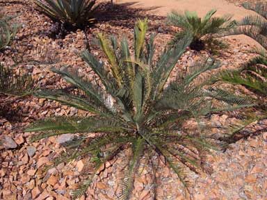 APII jpeg image of Cycas platyphylla  © contact APII