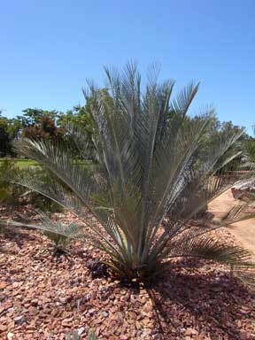 APII jpeg image of Macrozamia macdonnellii  © contact APII