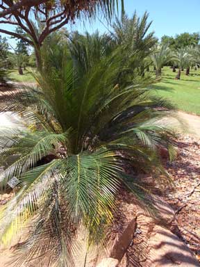 APII jpeg image of Macrozamia mountperriensis  © contact APII