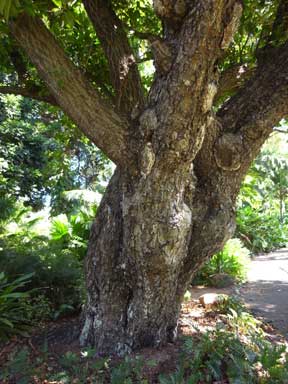 APII jpeg image of Calophyllum inophyllum  © contact APII