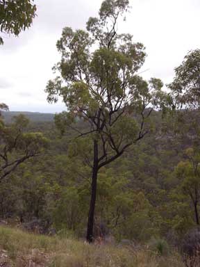 APII jpeg image of Eucalyptus beaniana  © contact APII