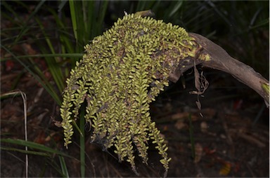 APII jpeg image of Caryota albertii  © contact APII