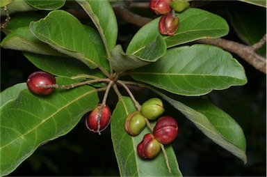 APII jpeg image of Terminalia porphyrocarpa  © contact APII