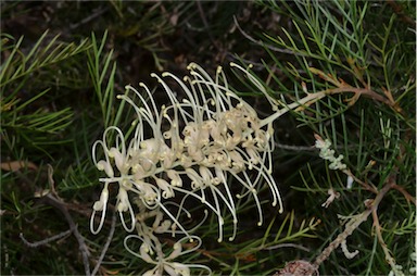 APII jpeg image of Grevillea 'Ivory Whip'  © contact APII