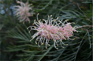 APII jpeg image of Grevillea 'Caloundra Gem'  © contact APII