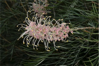 APII jpeg image of Grevillea 'Caloundra Gem'  © contact APII