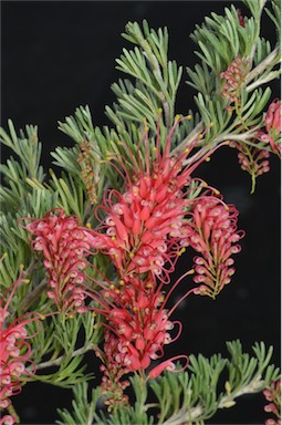 APII jpeg image of Grevillea preissii  © contact APII