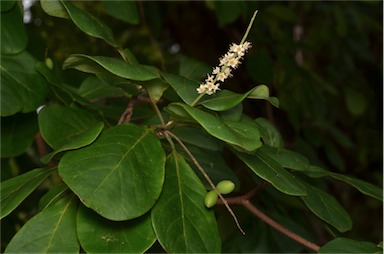 APII jpeg image of Terminalia muelleri  © contact APII