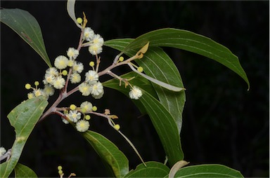 APII jpeg image of Acacia flavescens  © contact APII