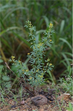 APII jpeg image of Crotalaria medicaginea var. neglecta  © contact APII