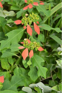 APII jpeg image of Euphorbia cyathophora  © contact APII