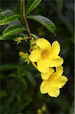 APII jpeg image of Allamanda cathartica  © contact APII