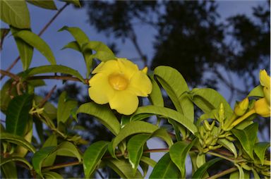 APII jpeg image of Allamanda cathartica  © contact APII