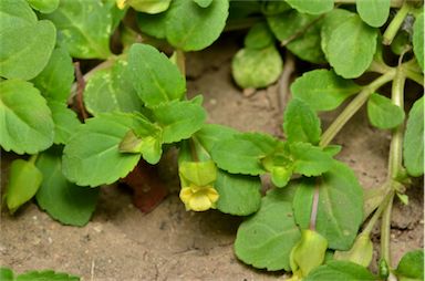 APII jpeg image of Mecardonia procumbens  © contact APII