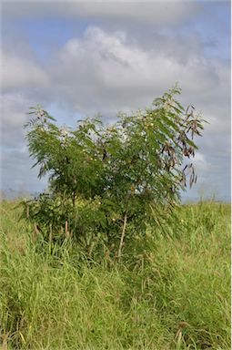 APII jpeg image of Leucaena leucocephala  © contact APII