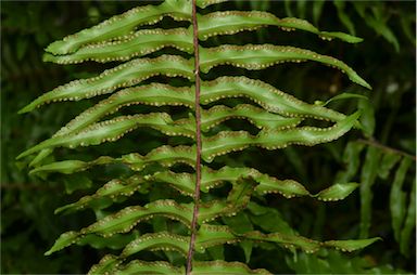 APII jpeg image of Nephrolepis obliterata  © contact APII