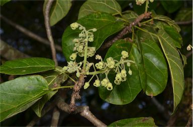 APII jpeg image of Sterculia quadrifida  © contact APII