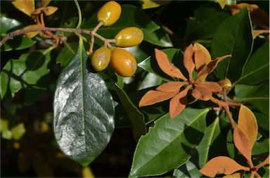 APII jpeg image of Pittosporum venulosum  © contact APII