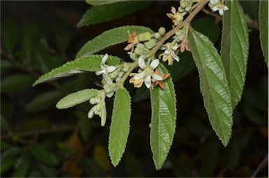 APII jpeg image of Grewia latifolia  © contact APII