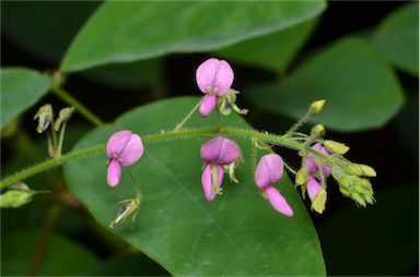 APII jpeg image of Desmodium tortuosum  © contact APII