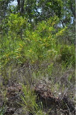 APII jpeg image of Acacia simsii  © contact APII