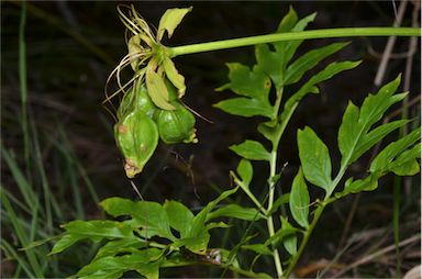 APII jpeg image of Tacca leontopetaloides  © contact APII