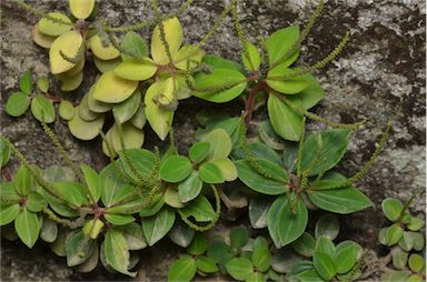 APII jpeg image of Peperomia blanda var. floribunda  © contact APII