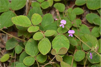 APII jpeg image of Pycnospora lutescens  © contact APII