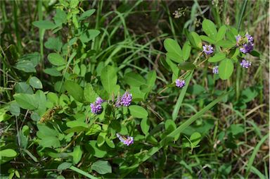 APII jpeg image of Desmodium heterocarpon var. strigosum  © contact APII