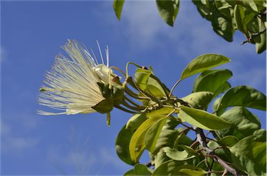 APII jpeg image of Capparis canescens  © contact APII