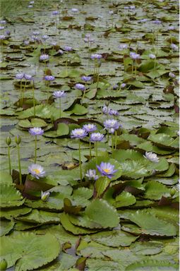 APII jpeg image of Nymphaea immutabilis  © contact APII