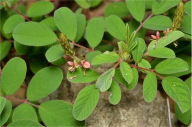 APII jpeg image of Indigofera hirsuta  © contact APII