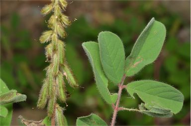 APII jpeg image of Indigofera hirsuta  © contact APII