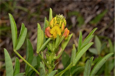 APII jpeg image of Crotalaria goreensis  © contact APII