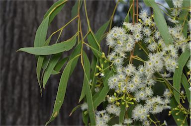 APII jpeg image of Eucalyptus brownii  © contact APII