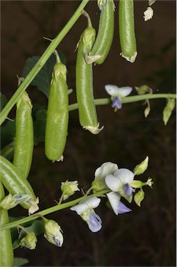 APII jpeg image of Crotalaria verrucosa  © contact APII